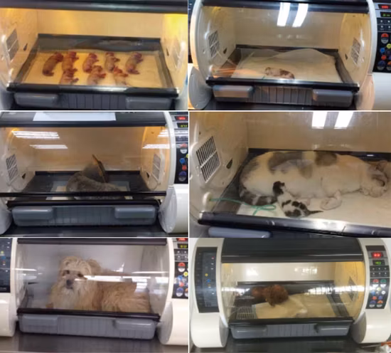 Oxígeno veterinario de alta calidad para perros, incubadora de mascotas para perros con atomización